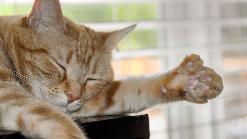 Polydactyl cat
