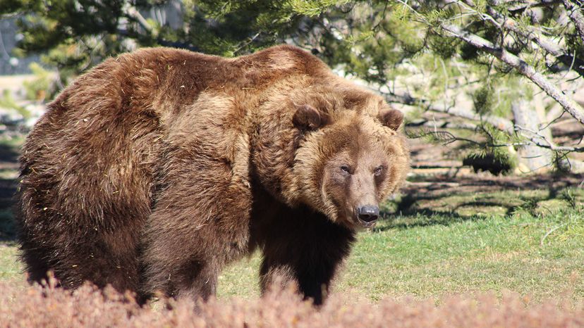 Kodiak bear