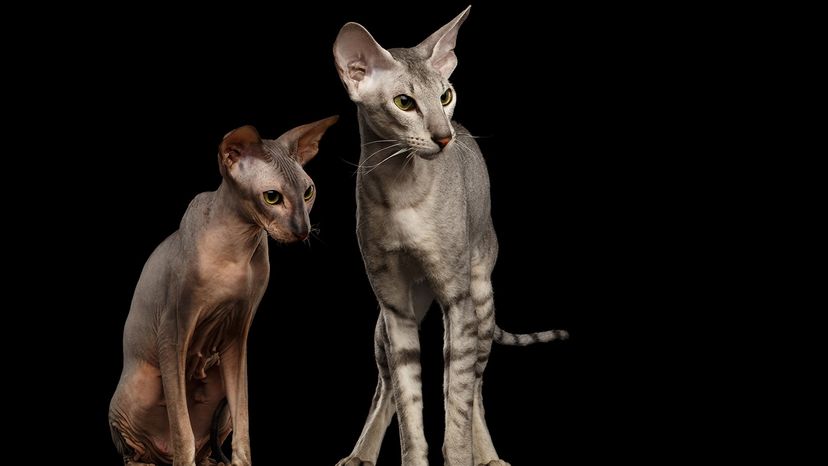 Peterbald cats