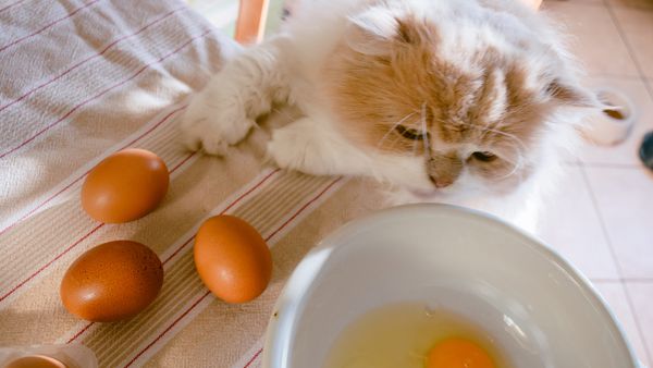 Can Cats Eat Eggs? Should Kittens Eat Eggs?