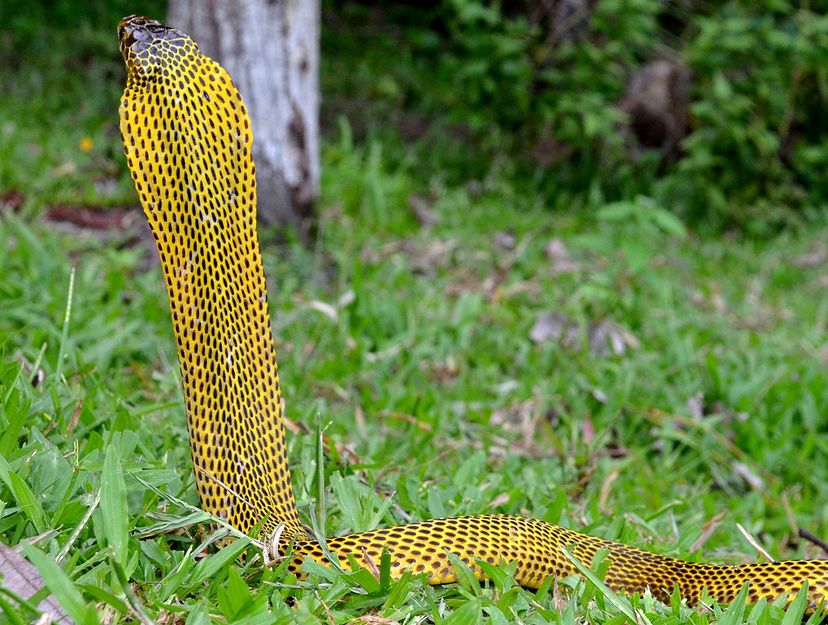 Samar cobra