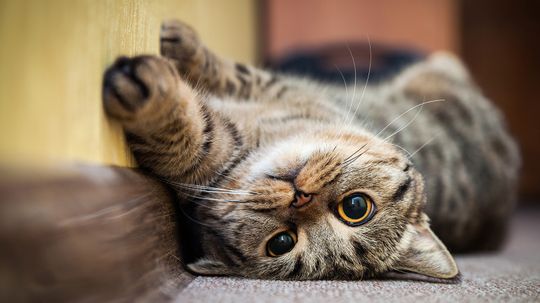 9 Brown Cats From Siamese Chocolate Point to Havana Brown