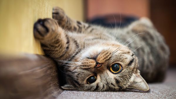 9 Brown Cats From Siamese Chocolate Point to Havana Brown