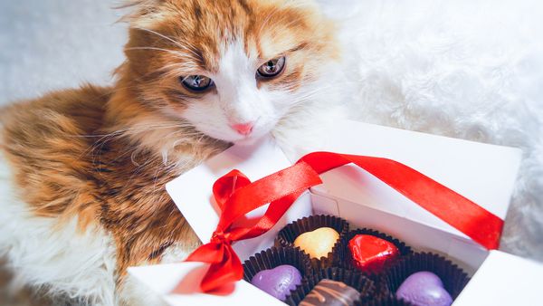 Can Cats Eat Chocolate in Any Form?