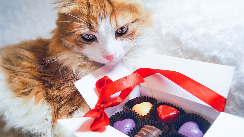 Cat with chocolates