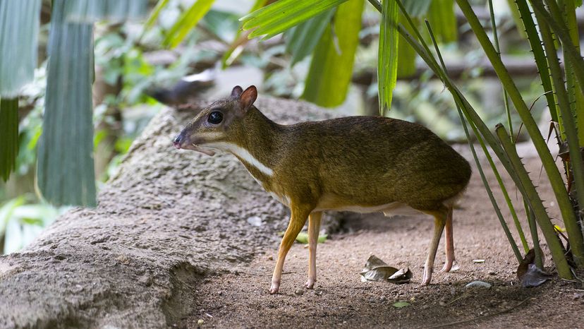 Napu (greater mouse deer)