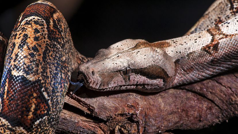 Red-tailed boa