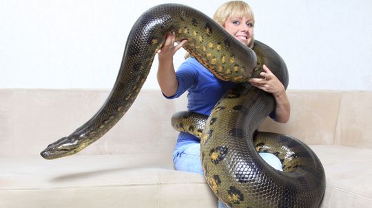 The Largest Anaconda Ever Found Weighed More Than a Gorilla