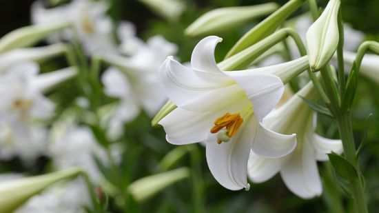 11 Types of Lilies Blooming in Gardens Around the World