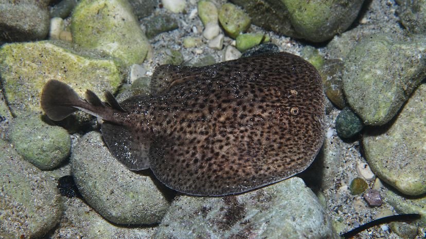 Marbled electric ray