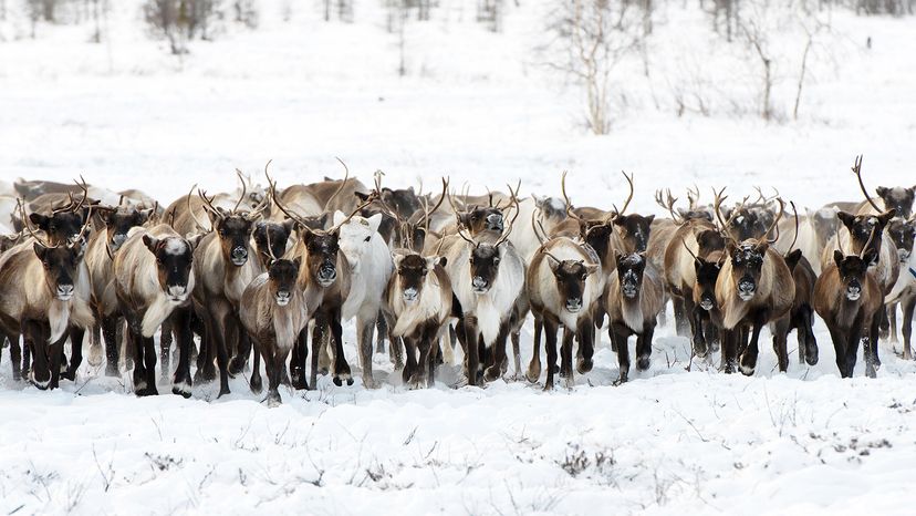 Caribou migration