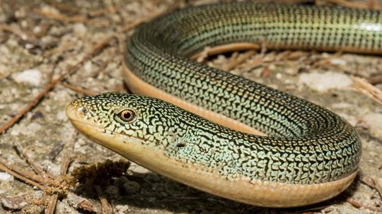 The Glass Lizard, aka Glass Snake, Makes Its Tail Shatter