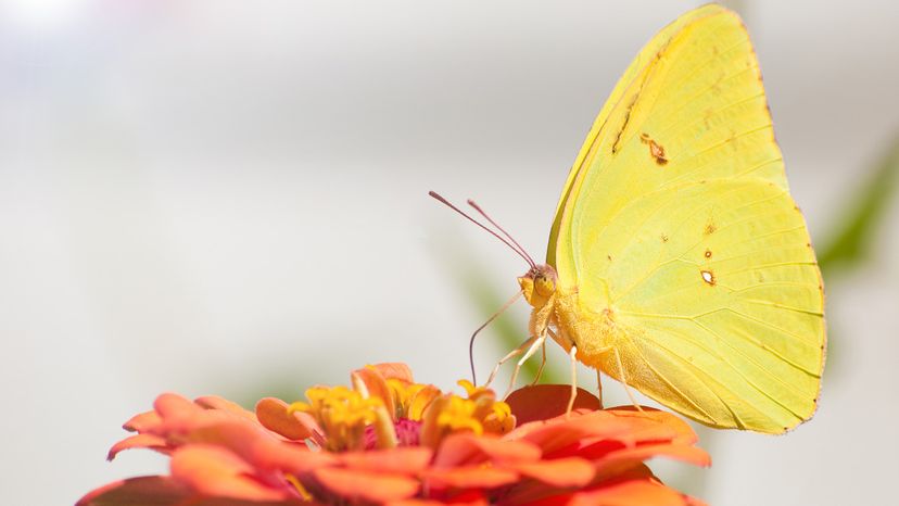 Cloudless Sulphur