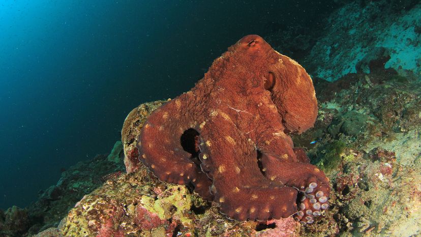 Atlantic giant octopus