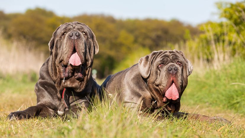 Neapolitan Mastiff