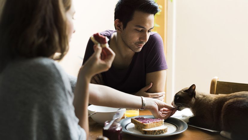 Owner giving cat a little bit of bread