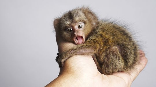 The Tiny Finger Monkey Gets Lonely Without Its Family