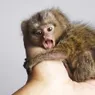 The Tiny Finger Monkey Gets Lonely Without Its Family