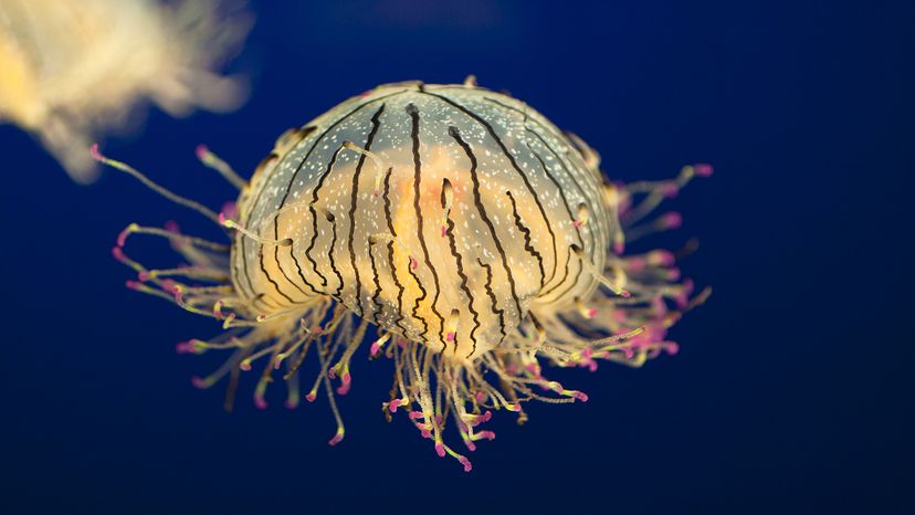 Flower hat jellyfish