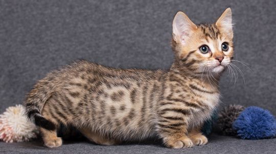 The Smallest Cat Breed (by Weight) Isn't the Munchkin