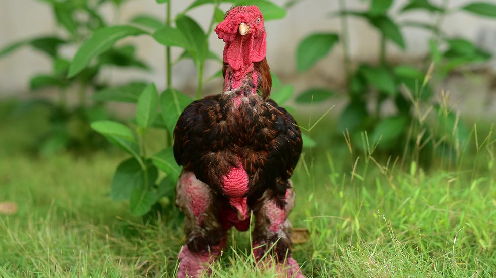 The Most Expensive Chicken Costs About $6K Per Bird