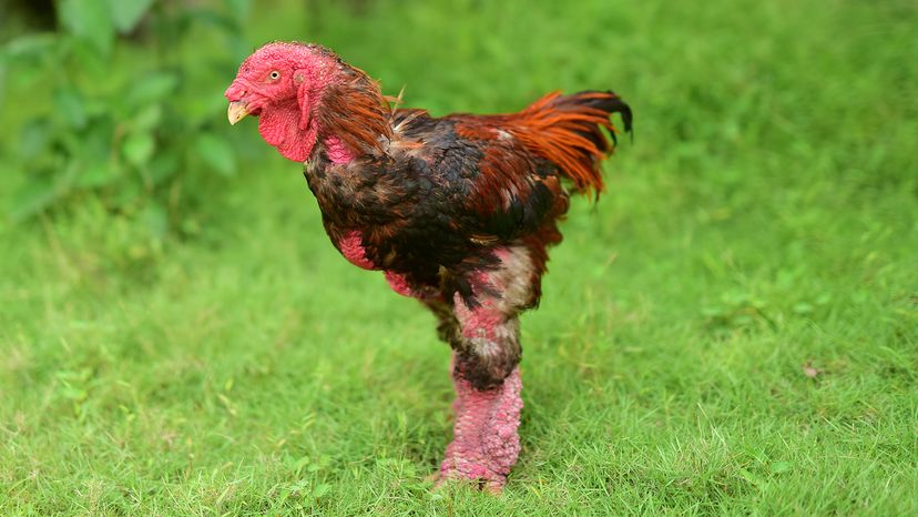 Dong Tao chicken