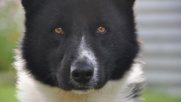 Bear Dogs: Not a Polar Bear Crossbreed but Just as Tough