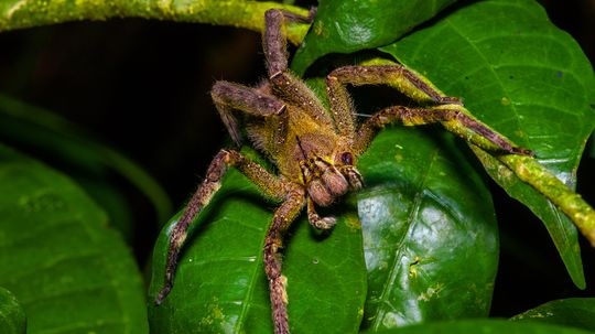 Brazilian Wandering Spider Hunts Instead of Waiting in a Web