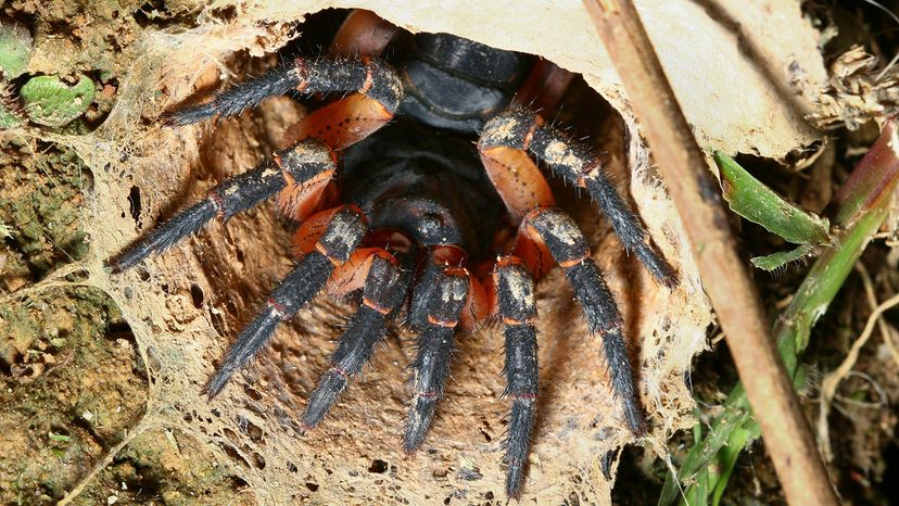 a large black spider's legs peek out from a burrow