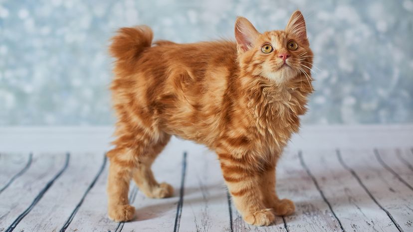 American Bobtail