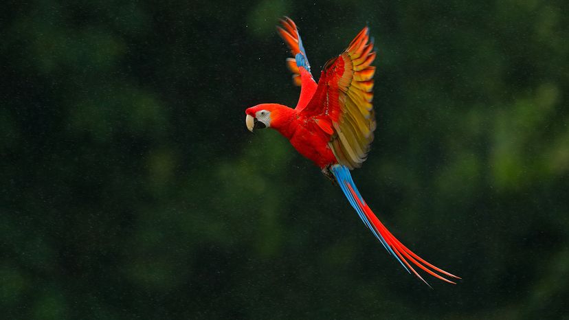 Scarlet macaw