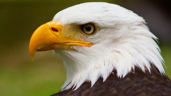 The National Bird of the USA Wasn't the Bald Eagle Until 2024