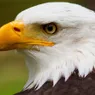 The National Bird of the USA Wasn't the Bald Eagle Until 2024