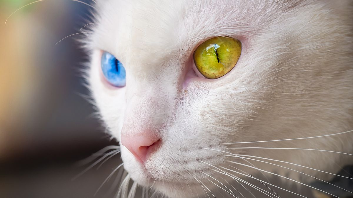 19 Rarest Cat Breeds You'll Be Lucky to Spot in a Home
