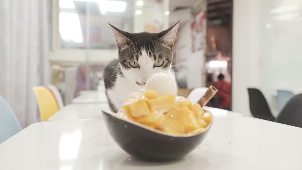 Can Cats Eat Mango? P.S. Cats Can't Taste Sweetness