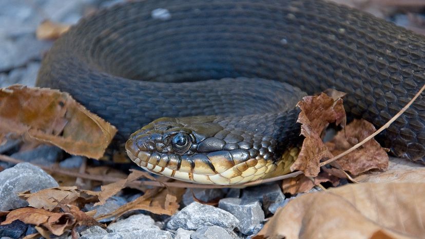 Plain-bellied water snake