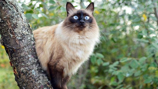 Balinese Cat: A Chatty, Long-haired Cousin to Siamese Cats
