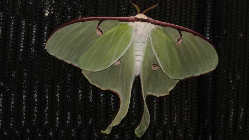 Luna moth