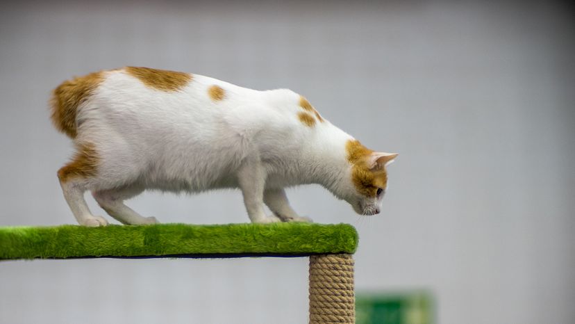 Japanese Bobtail