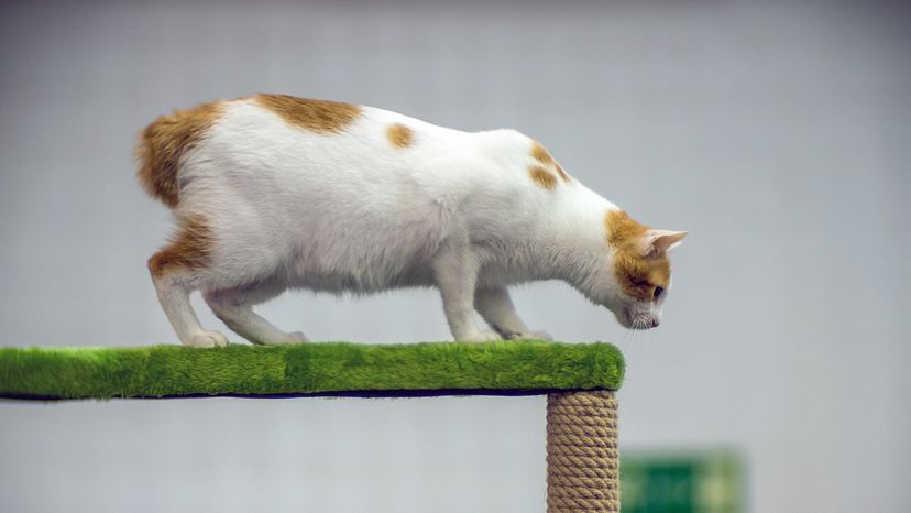 Japanese Bobtail