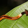 Hammerhead Worms Are Toxic, Invasive and Even Cannibalistic