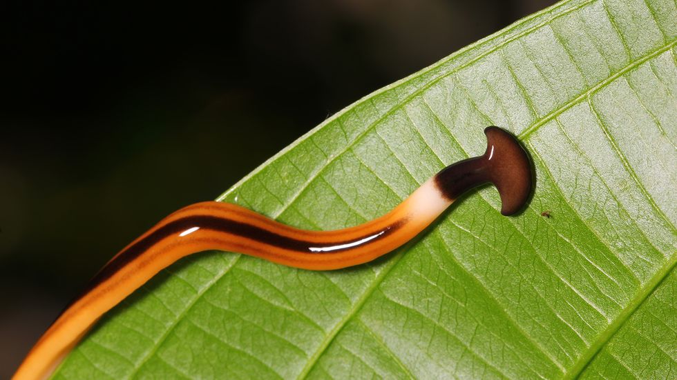 Hammerhead Worms Are Toxic, Invasive and Even Cannibalistic
