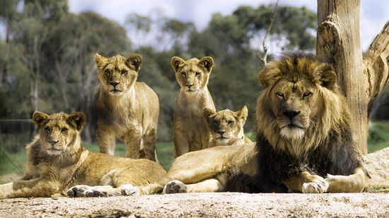 What Is a Group of Lions Called? 'Pride Rock' Makes So Much Sense Now