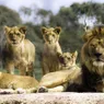 What Is a Group of Lions Called? 'Pride Rock' Makes So Much Sense Now