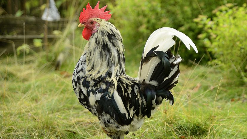Orust chicken
