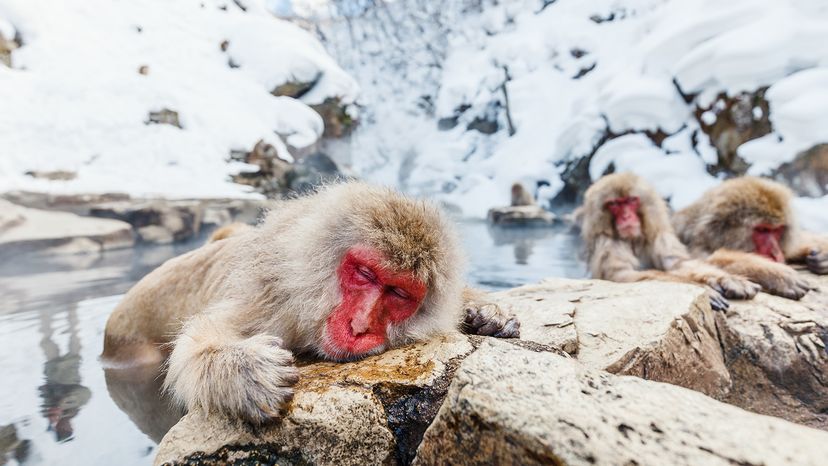 Japanese macaques