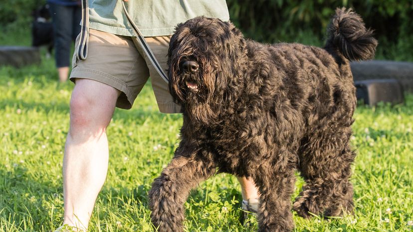 Bouvier des Flandres