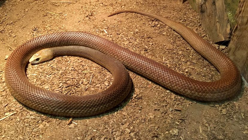 Coastal taipan