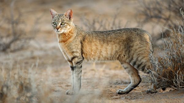 Where Did Cats Originate From? How Cats Came to Tolerate Humans