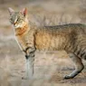 Where Did Cats Originate From? How Cats Came to Tolerate Humans